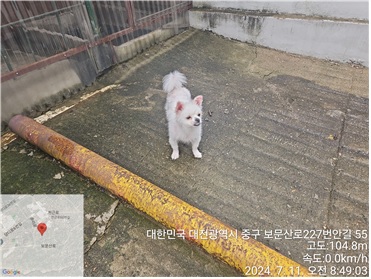 대전동물보호센터_430365202400319
